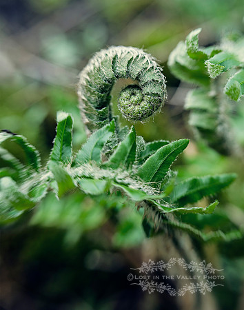 nature photography of a spring fern in the Adirondacks