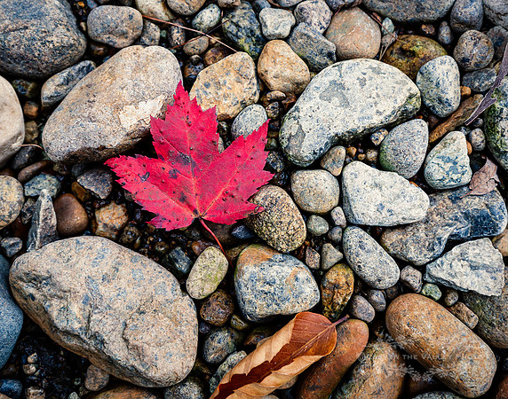 "fall photography", "nature print", "fall leaves photo", "Adirondack Mountains"