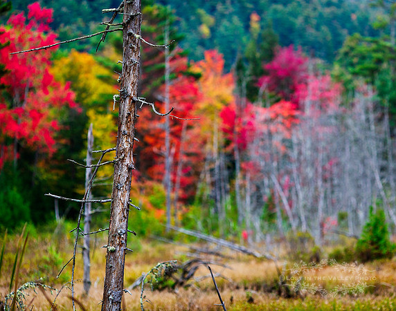 "nature photography", "landscape photograph", "fall print", "Adirondacks NY", "Rustic Home Decor"