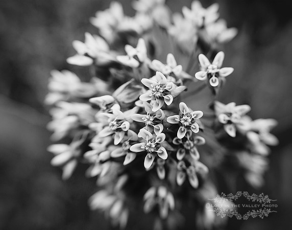 nature photography of milkweed flowers in black and white