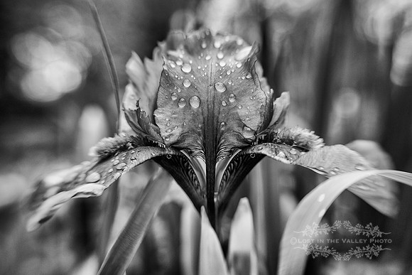 black and white nature photography of an iris flower in spring rain lensbaby macro photography