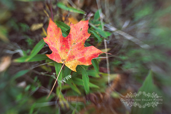 "nature photography", "fall photograph", "autumn photo", "maple leaf print"