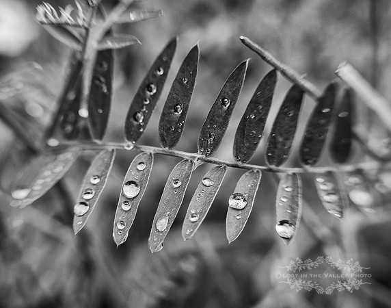 Crown Vetch in Rain