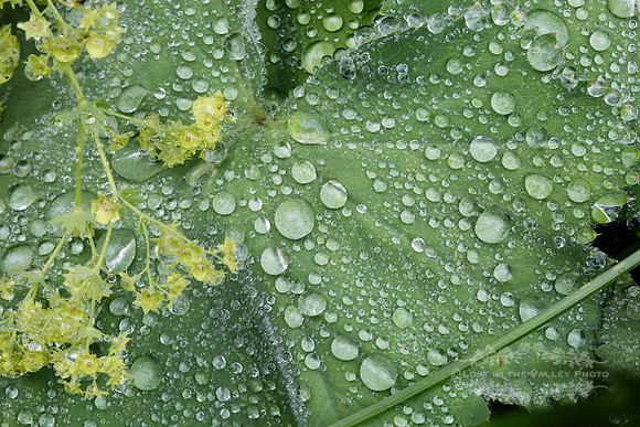 Spring Rain Drops