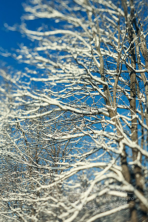 lensbaby nature photography of snow on trees