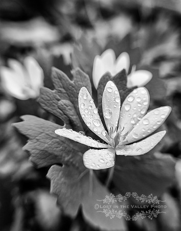 Bloodroot in the Rain